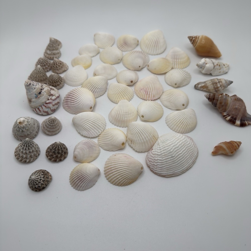 Assorted Bag of Sea Shells Small-Medium Clean, Nice Colors